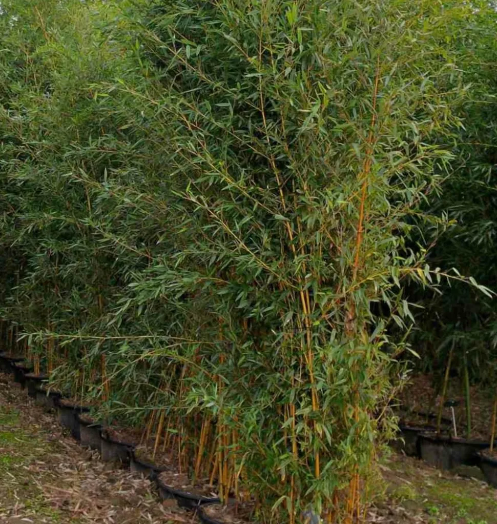 JARDINTROPIC - Phyllostachys aureosulcata aureocaulis pot de 5 litres ? 80/100 cm