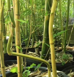 JARDINTROPIC - Phyllostachys aureosulcata pot de 12 litres ? 140/160 cm