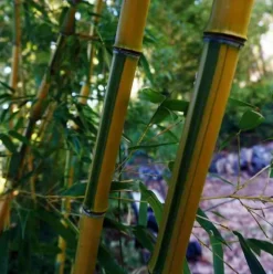 JARDINTROPIC - Phyllostachys aureosulcata spectabilis pot de 5 litres - 100/120 cm