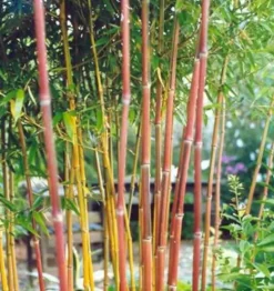 JARDINTROPIC - Phyllostachys aureosulcata spectabilis pot de 2 litres - 20/60 cm
