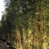 JARDINTROPIC - Phyllostachys aureosulcata aureocaulis pot de 5 litres - 120/150 cm