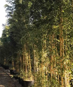 JARDINTROPIC - Phyllostachys aureosulcata aureocaulis pot de 5 litres - 120/150 cm