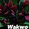 JARDINTROPIC - Plumeria rubra "wakwo" (frangipanier) pot de 2 litres ? 20/30 cm - couleur floraison:violet