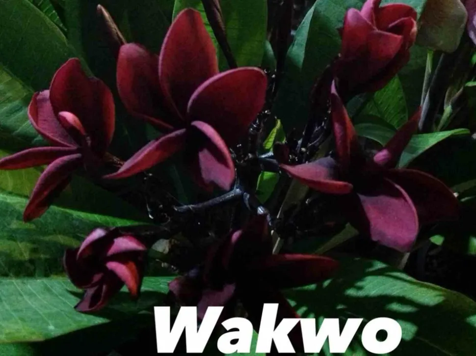 JARDINTROPIC - Plumeria rubra "wakwo" (frangipanier) pot de 2 litres ? 20/30 cm - couleur floraison:violet