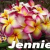 JARDINTROPIC - Plumeria rubra "jennie" (frangipanier) pot de 2 litres ? 20/30 cm - couleur floraison:blanc/jaune/rose