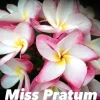 JARDINTROPIC - Plumeria rubra "miss pratum" (frangipanier) pot de 2 litres ? 20/30 cm - couleur floraison:tricolore