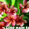 JARDINTROPIC - Plumeria rubra "ligne nam tan" (frangipanier) pot de 2 litres ? 20/30 cm -