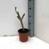 JARDINTROPIC - Plumeria rubra rose (frangipanier) pot de 2 litres ? 10/30cm