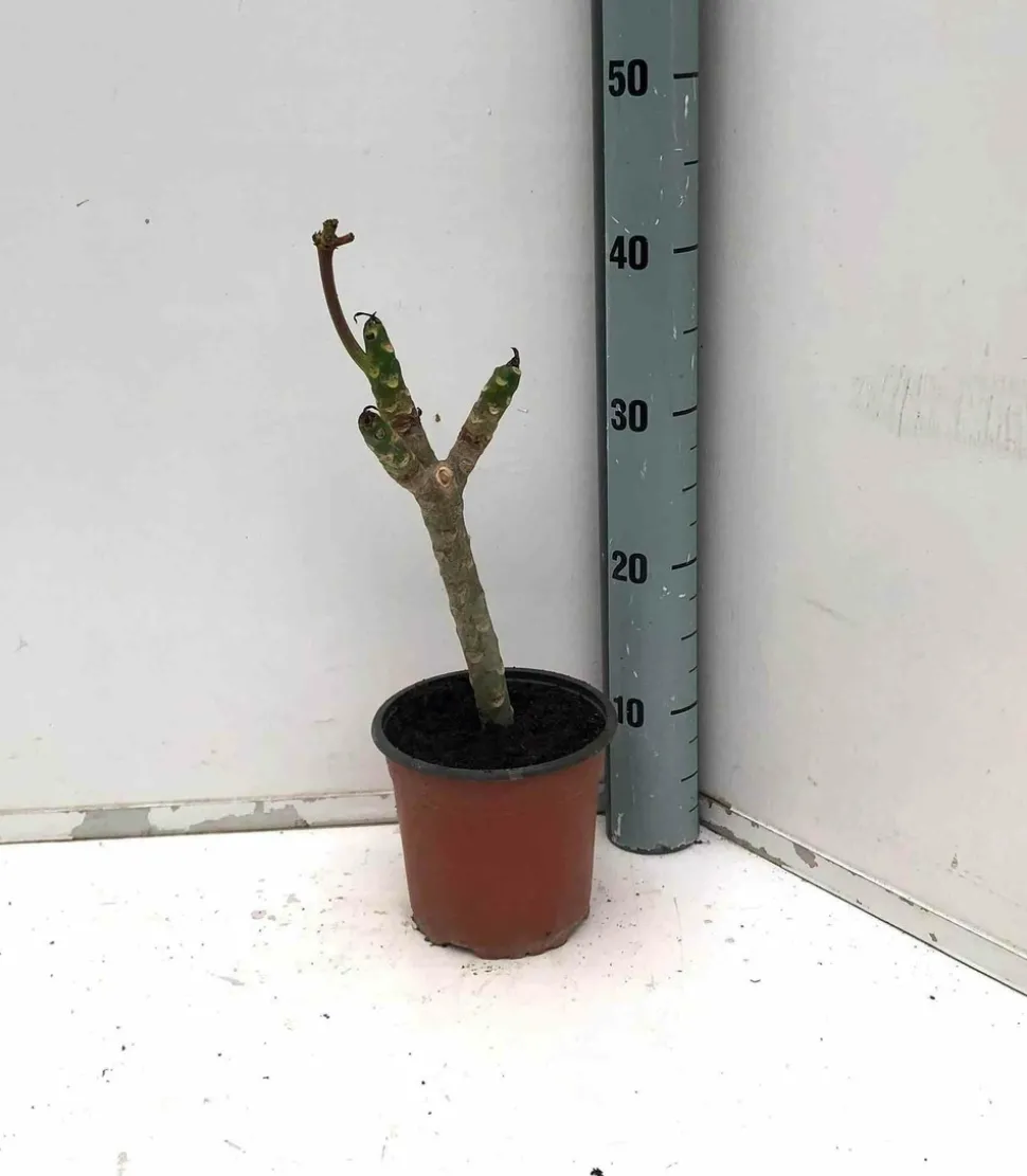 JARDINTROPIC - Plumeria rubra rose (frangipanier) pot de 2 litres ? 10/30cm