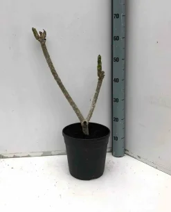 JARDINTROPIC - Plumeria rubra rose (frangipanier) pot de 2 litres ? 10/30cm