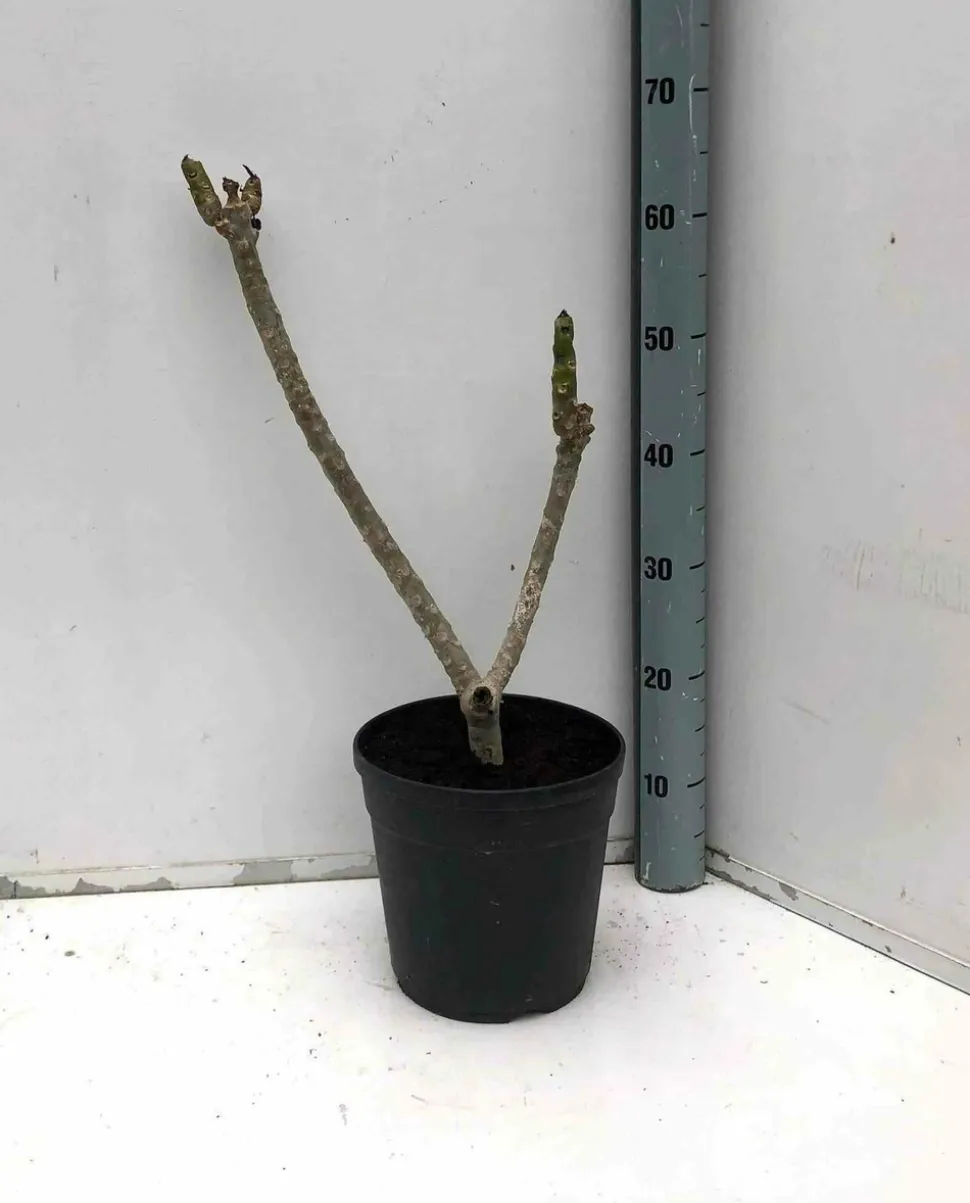JARDINTROPIC - Plumeria rubra rose (frangipanier) pot de 2 litres ? 10/30cm