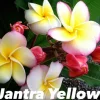 JARDINTROPIC - Plumeria rubra "jantra jaune" (frangipanier) pot de 2 litres ? 20/30 cm - couleur floraison:tricolore