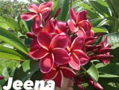 JARDINTROPIC - Plumeria rubra "jeena" (frangipanier) pot de 2 litres ? 20/30 cm