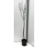 JARDINTROPIC - Prunus dulcis (amandier) pot de 30l -160/180 cm