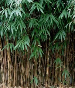 JARDINTROPIC - Pseudosasa japonica pot de 5 litres ? 80/100 cm