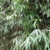 JARDINTROPIC - Pseudosasa japonica pot de 2 litres ? 40/60 cm