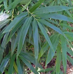 JARDINTROPIC - Pseudosasa japonica pot de 2 litres ? 40/60 cm