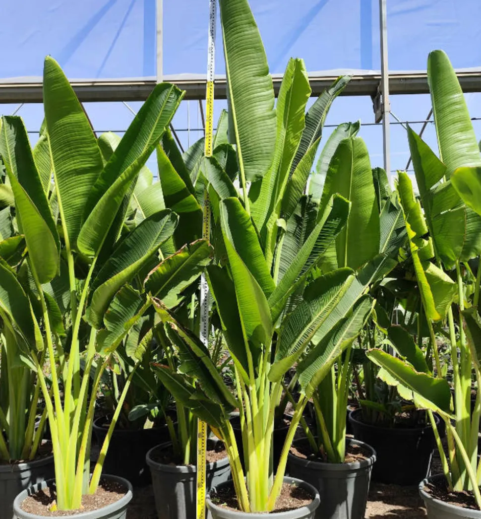 JARDINTROPIC - Ravenala madagascariensis (arbre du voyageur) pot de 25l - 180/200cm