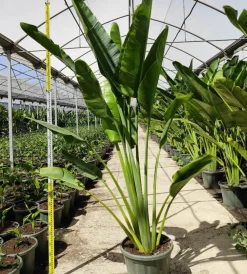 JARDINTROPIC - Ravenala madagascariensis (arbre du voyageur) 50 litres - pied 60/80 total:250/300cm