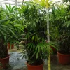 JARDINTROPIC - Rhapis excelsa (palmier bambou) pot de 50 litres ? 180/200 cm