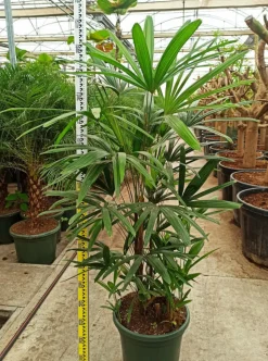 JARDINTROPIC - Rhapis excelsa (palmier bambou) pot de 50 litres ? 180/200 cm