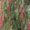 JARDINTROPIC - Schinus molle (faux poivrier, poivre rose) pot de 3 litres ? 60/80 cm