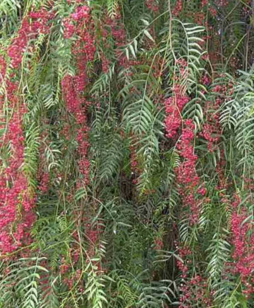 JARDINTROPIC - Schinus molle (faux poivrier, poivre rose) pot de 3 litres ? 60/80 cm