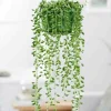 JARDINTROPIC - Senecio herreianus (collier de perles) pot de 1 litre - 0/80 cm