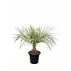 JARDINTROPIC - Spécimen de butia capitata (palmier à vin ou gelée) pot de 2 litres ? 20/30 cm