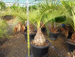 JARDINTROPIC - Spécimen de butia capitata (palmier à vin ou gelée) pot de 2 litres ? 20/30 cm