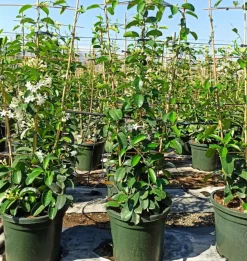 JARDINTROPIC - Stephanotis floribunda (jasmin de madagascar) pot de 25l - 200-225cm