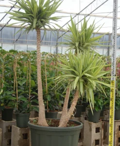 JARDINTROPIC - Yucca elephantipes 'jewel' (yucca pied d'éléphant) pot de 130l 150/175cm
