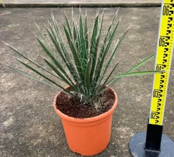 JARDINTROPIC - Yucca filifera (palmier de saint pierre) pot de 2 litres - 20/40 cm