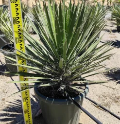 JARDINTROPIC - Yucca filifera (palmier de saint pierre) pot de 2 litres - 20/40 cm