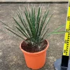 JARDINTROPIC - Yucca filifera (palmier de saint pierre) pot de 25l - 80/100cm