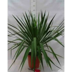 JARDINTROPIC - Yucca gloriosa (dague espagnole) pot de 25l - 80/100cm