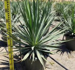 JARDINTROPIC - Yucca gloriosa (dague espagnole) pot de 25l - 80/100cm