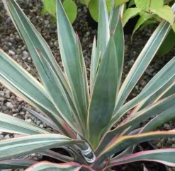 JARDINTROPIC - Yucca gloriosa variegata (dague espagnole) pot de 65l - 70/100cm