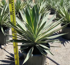 JARDINTROPIC - Yucca gloriosa variegata (dague espagnole) pot de 65l - 70/100cm