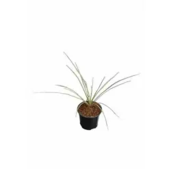 JARDINTROPIC - Yucca rostrata pot de 45l tronc 100/125cm hauteur 175/200cm