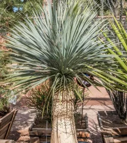 JARDINTROPIC - Yucca rostrata pot de 35l tronc 80/100cm hauteur 150/175cm