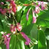 JAVOY PLANTES - Chèvrefeuille de henryi - lonicera henryi 1,5l - 40/60cm