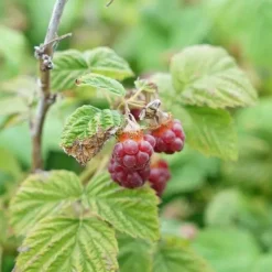 JAVOY PLANTES - Framboisier non remontant 'malling promise' - rubus idaeus 3l - 60/90cm