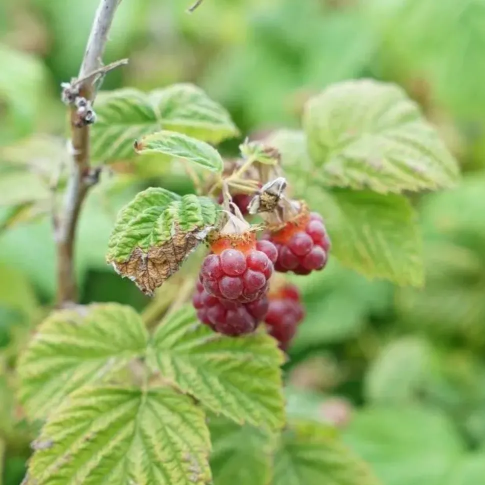 JAVOY PLANTES - Framboisier non remontant 'malling promise' - rubus idaeus 3l - 60/90cm