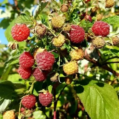 JAVOY PLANTES - Framboisier remontant 'heritage' - rubus idaeus 3l - 60/90cm
