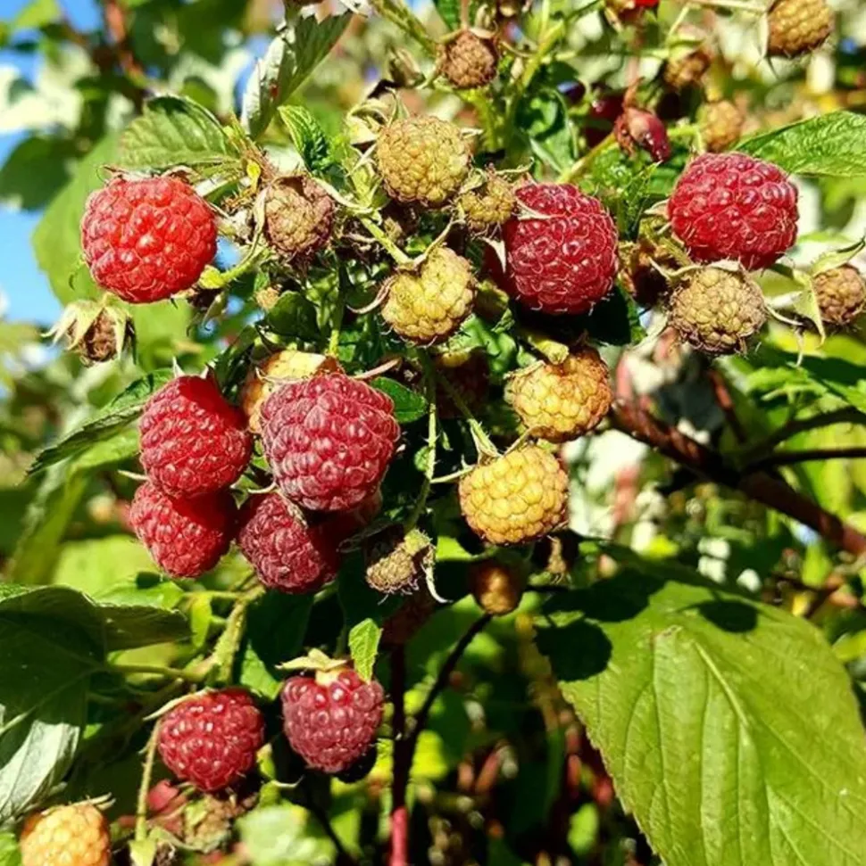 JAVOY PLANTES - Framboisier remontant 'heritage' - rubus idaeus 3l - 60/90cm