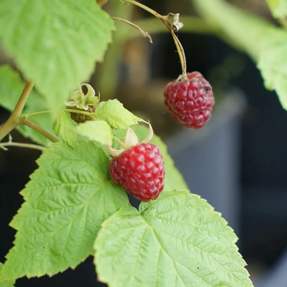 JAVOY PLANTES - Framboisier remontant 'heritage' - rubus idaeus 3l - 60/90cm