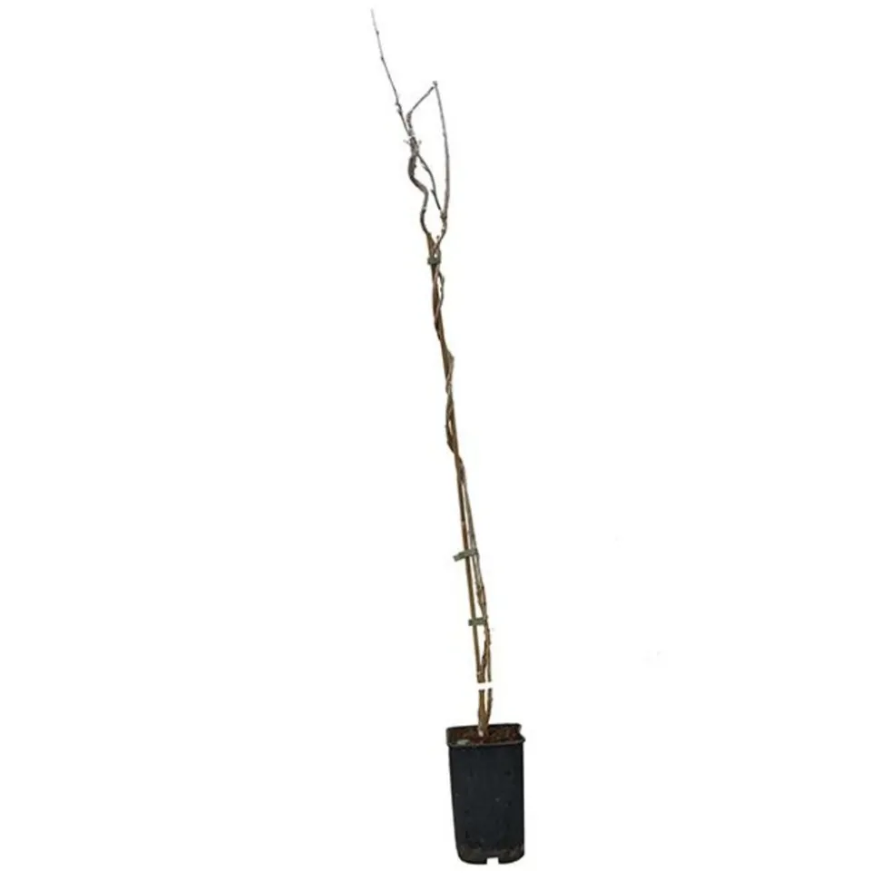 JAVOY PLANTES - Glycine de chine 'alba' - wisteria sinensis 1,5l - 40/60cm