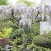 JAVOY PLANTES - Glycine du japon - wisteria floribunda 3l - 60/90cm