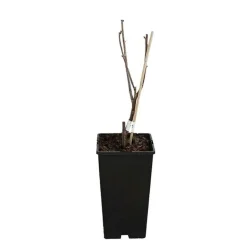 JAVOY PLANTES - Groseillier à grappes 'london market' - ribes rubrum 1,5l - 40/60cm